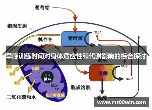 早晚训练时间对身体适应性和代谢影响的综合探讨